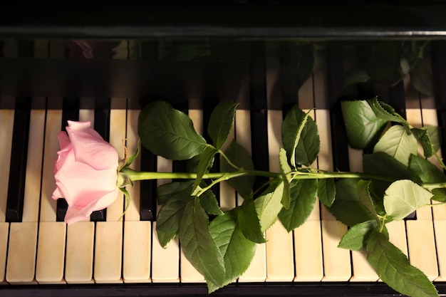 ピアノの鍵盤の美しいピンクのバラがクローズアップ