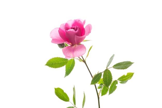  바탕 에 아름다운 분홍색 장미