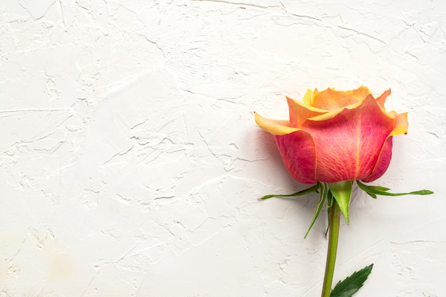 Beautiful pink rose on white concrete background. Floral composition, top view, flat lay