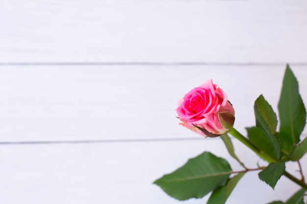 Bella rosa di rosa su fondo di legno bianco