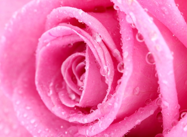 Beautiful pink rose with drops close up, isolated on white
