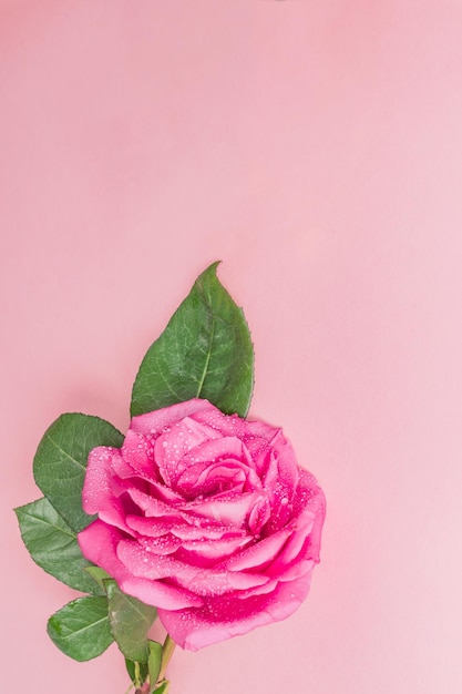 Bella rosa rosa con foglie verdi su sfondo rosa gocce d'acqua su petali biglietto di auguri