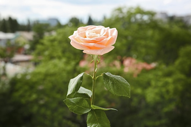 ぼやけた自然の背景に水滴と美しいピンクのバラ