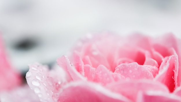 Beautiful pink rose with water drops can be used as background soft focus romantic style