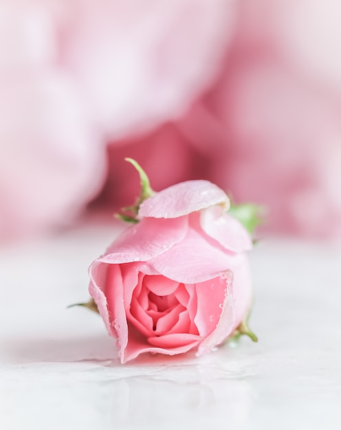 Beautiful pink rose with water drops on white marble can be used as background soft focus romantic