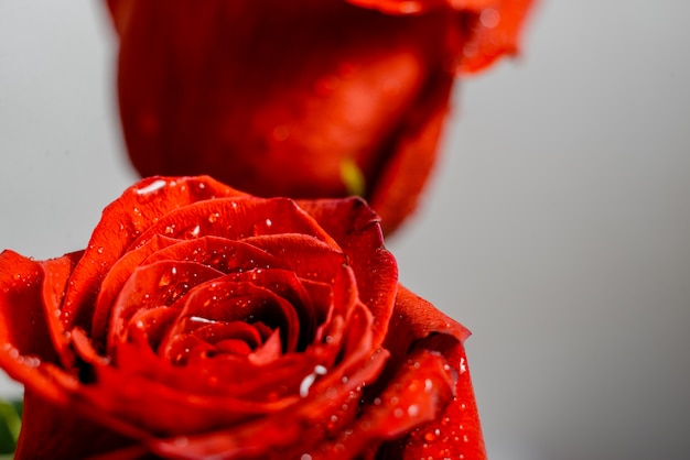 Beautiful pink rose with water drops 