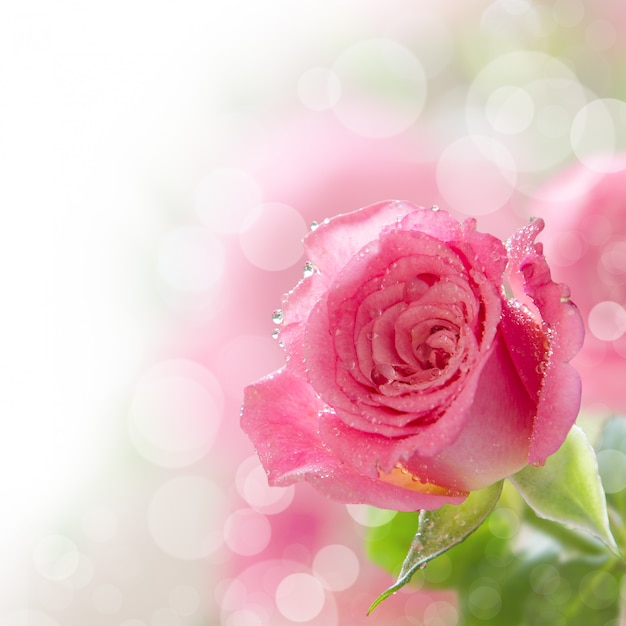 Beautiful pink rose with water drops 