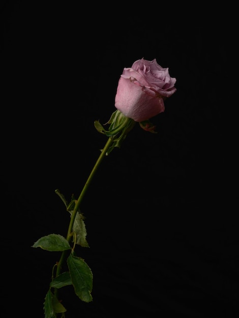 Photo a beautiful pink rose