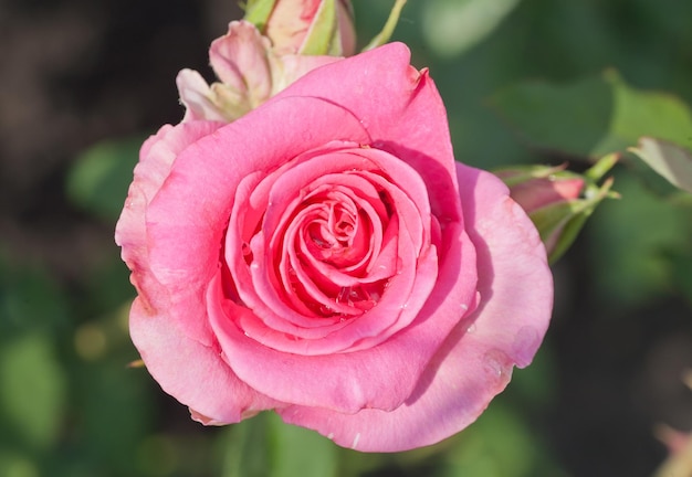 Beautiful pink rose