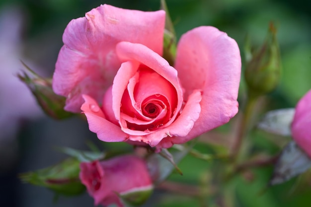 Beautiful pink rose