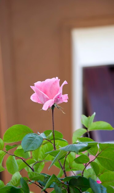 Beautiful pink rose