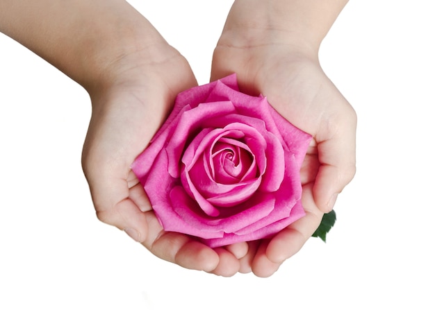 Beautiful pink rosebud in hands