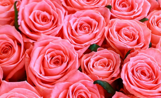 Beautiful pink roses background