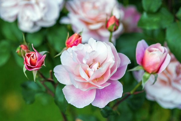 В саду цветут красивые розовые розы