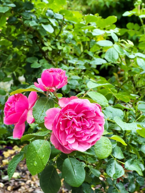 Beautiful pink roses bush in garden on a summer day after the rain