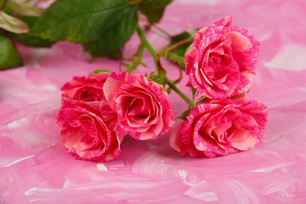 사진 색상 배경에 아름 다운 핑크 장미 클로즈업