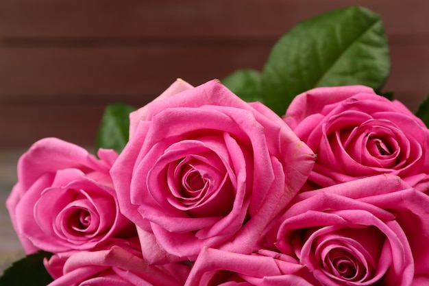 Beautiful pink roses close up