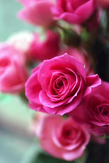 Красивые розовые розы крупным планом