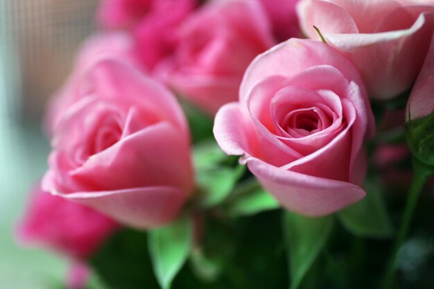 Beautiful pink roses close up