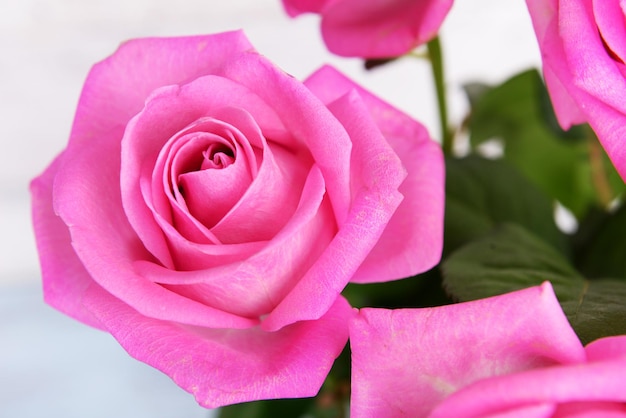 Beautiful pink roses closeup