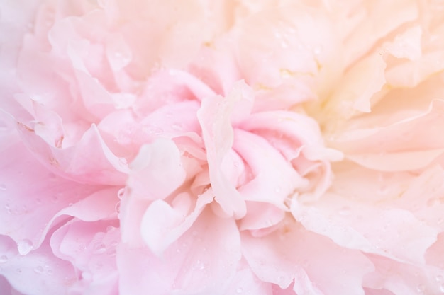 Beautiful pink roses flower close up abstract background