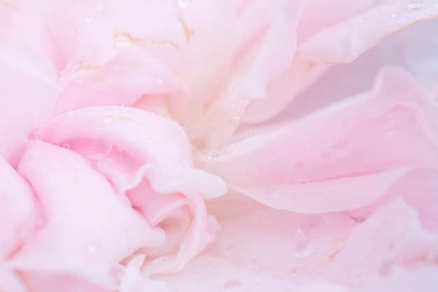 美しいピンクのバラの花は抽象的な背景をクローズアップ