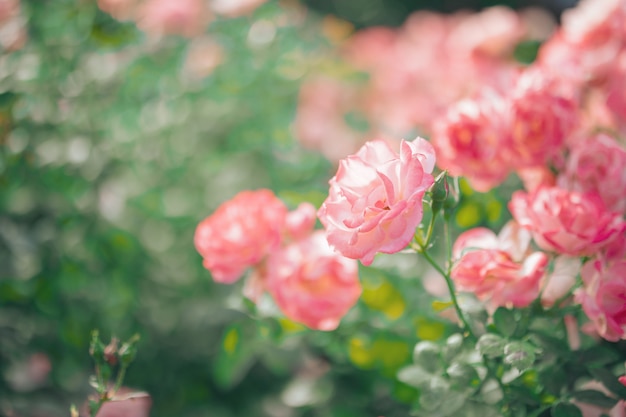 Beautiful pink roses flower in the garden