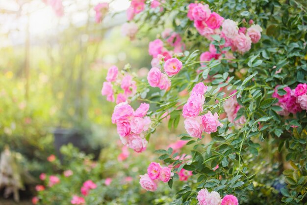 庭に美しいピンクのバラの花