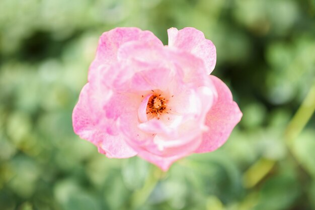 庭に美しいピンクのバラの花