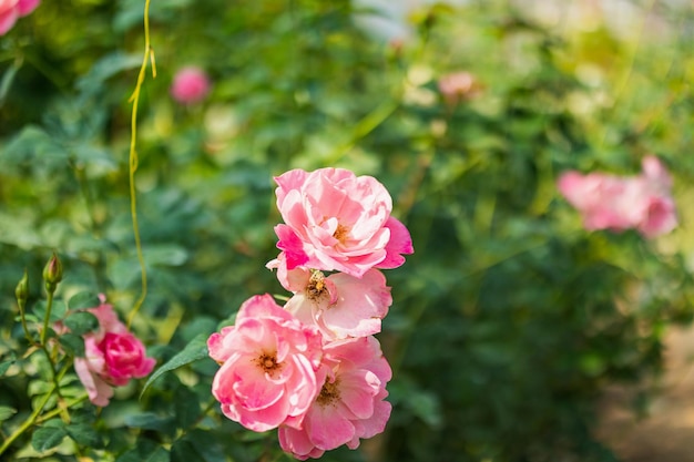 庭に美しいピンクのバラの花