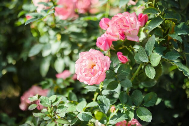 庭に美しいピンクのバラの花