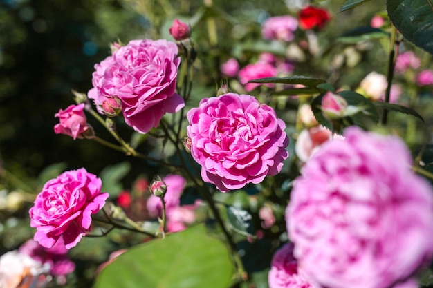 Красивые розовые розы на фоне сада