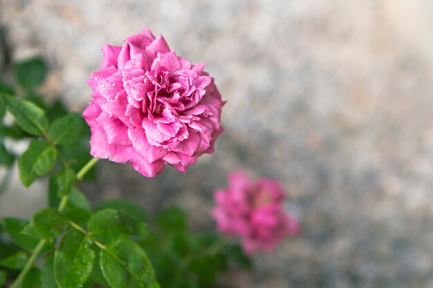 Beautiful pink roses in garden