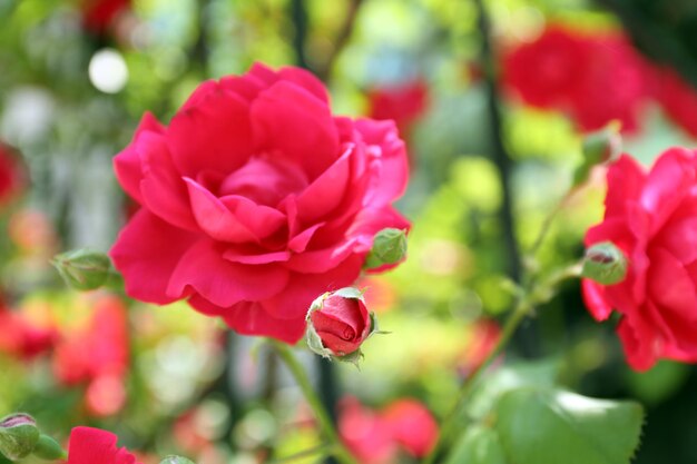 Beautiful pink roses over green leaves background