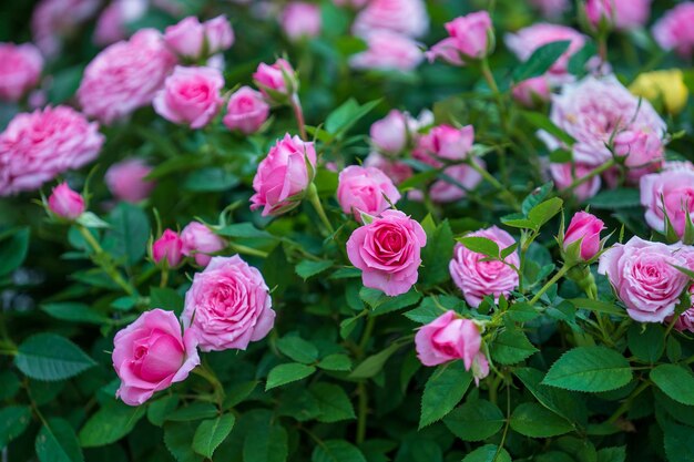 写真 ベトナム ダナン市のトロピカル ガーデンで美しいピンクのバラ
