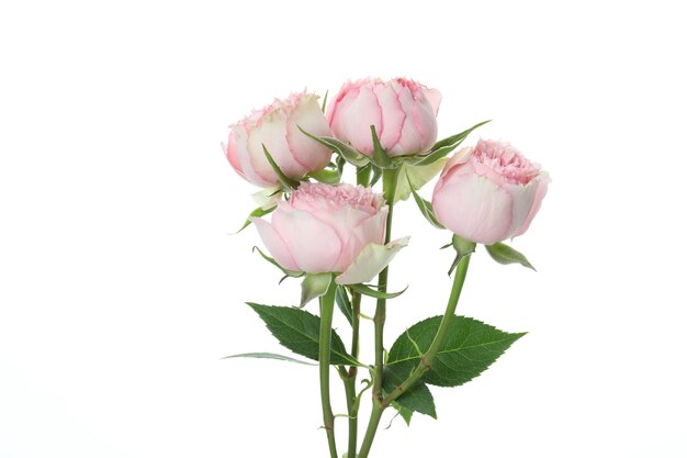 Beautiful pink roses isolated on white