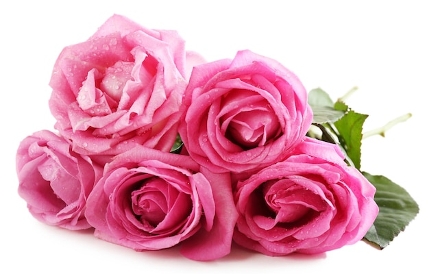 Красивые розовые розы, изолированные на белом