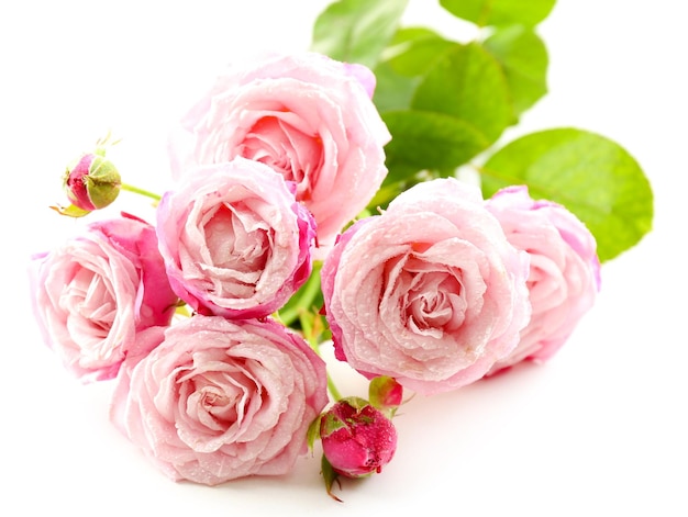 Beautiful pink roses isolated on white