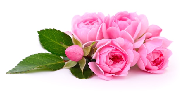 Beautiful pink roses isolated 