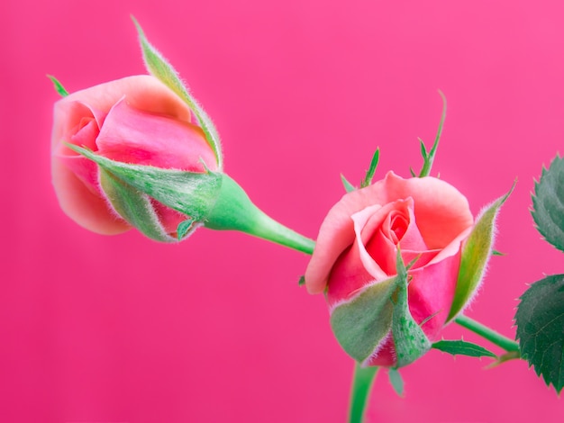 Beautiful pink roses on a soft background