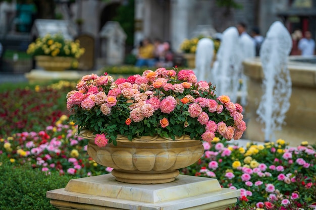 Beautiful pink roses in a stone flower pot in a tropical garden in the city of Danang, Vietnam, close up