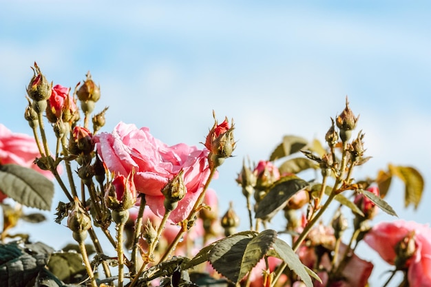 Beautiful pink roses in the summer garden