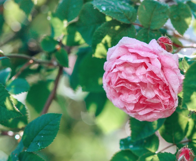 Beautiful pink roses in the summer garden