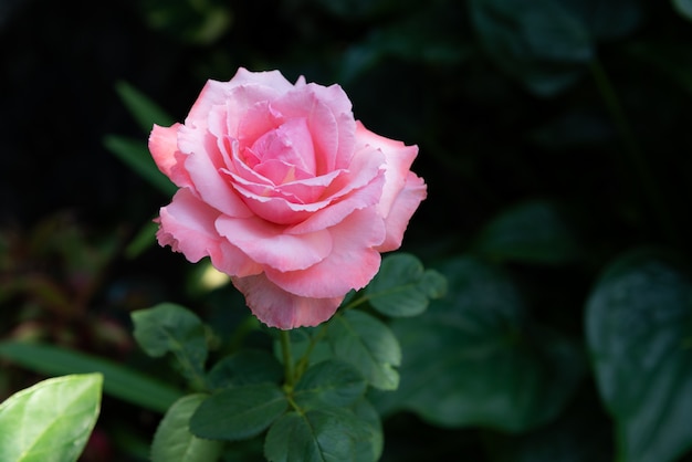 Beautiful pink roses on the tree.