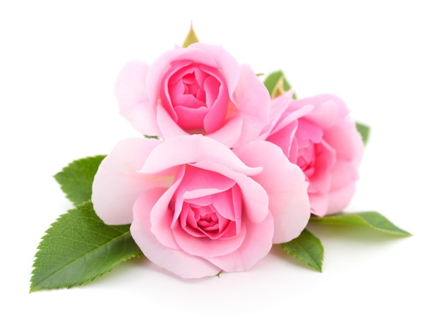 Beautiful pink roses