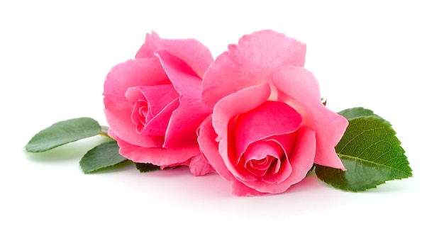 Beautiful pink roses