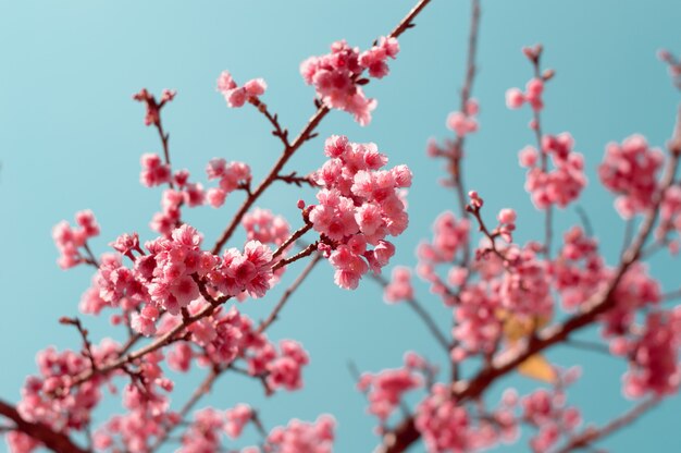 Beautiful pink sakura blossoms bloom