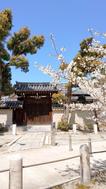 beautiful pink sakura cherry blossom flowers blooming in the garden in spring