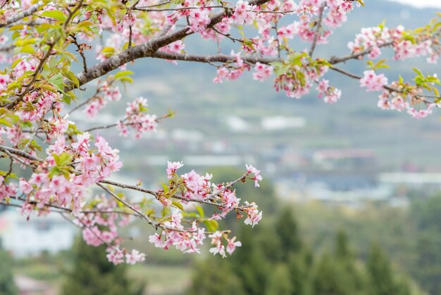 Beautiful pink sakura cherry blossom