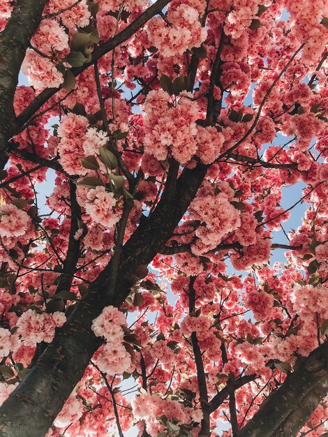 Beautiful pink sakura flowers on branches in blue sky Cherry tree blossoms on sky in sunny garden Hello spring Phone photo